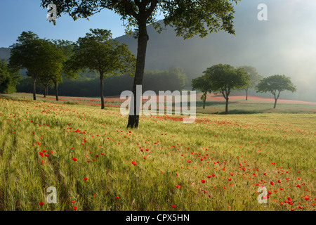 Poppies in un campo, nr Norcia in Umbria, Italia Foto Stock