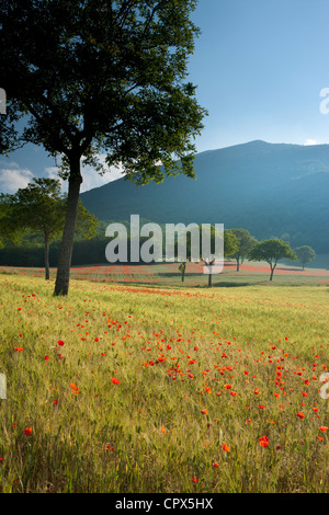Poppies in un campo, nr Norcia in Umbria, Italia Foto Stock