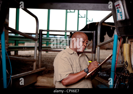 L'agricoltore nero sorge in una casa di mungitura, circondato da vacche Foto Stock