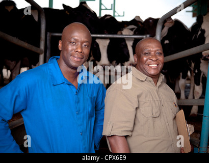L'agricoltore nero sorge in una casa di mungitura con il suo lavoratore, circondato da vacche Foto Stock