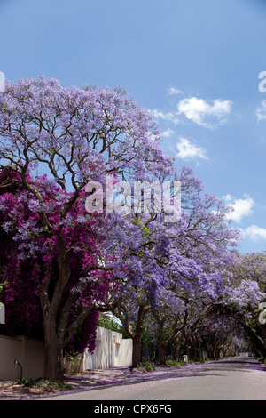 Dose complessiva di alberi in una zona suburbana Foto Stock