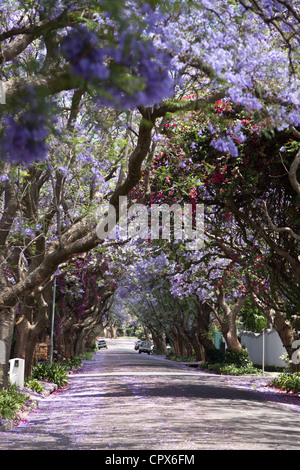 Dose complessiva di alberi in una zona suburbana Foto Stock