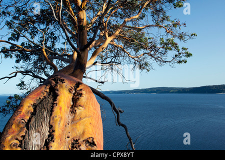 Il corbezzolo a sbalzo ad albero Puget Sound - Camano Island State Park - Camano Island, Washington, Stati Uniti d'America Foto Stock
