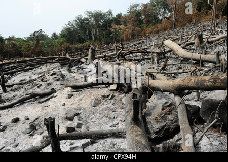 SIERRA LEONE, Kent, il disboscamento illegale della foresta pluviale in area ovest Penisola Foresta , il legname è utilizzato per carbone e firewoods Foto Stock