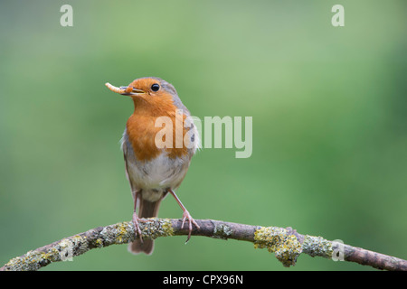 Robin appollaiato su un ramo con un mealworm nel suo becco Foto Stock
