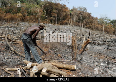 SIERRA LEONE, Kent, il disboscamento illegale della foresta pluviale in area ovest Penisola Foresta , il legname è utilizzato per carbone e firewoods Foto Stock