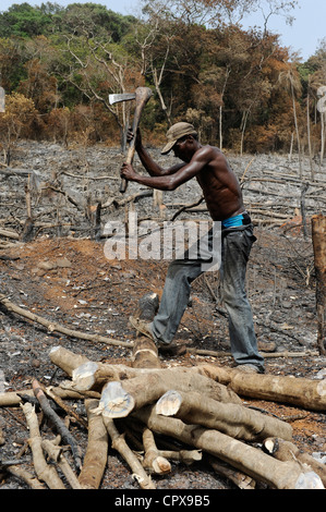 SIERRA LEONE, Kent, il disboscamento illegale della foresta pluviale in area ovest Penisola Foresta , il legname è utilizzato per carbone e firewoods Foto Stock