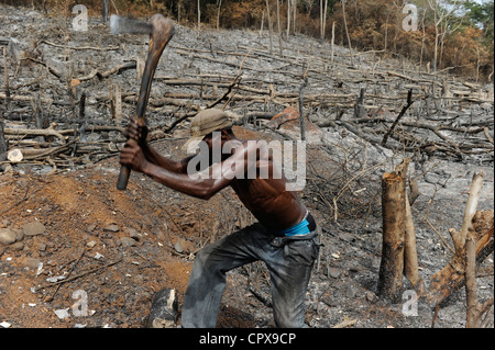 SIERRA LEONE, Kent, il disboscamento illegale della foresta pluviale in area ovest Penisola Foresta , il legname è utilizzato per carbone e firewoods Foto Stock