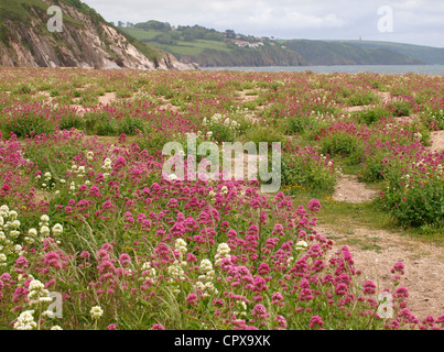 Fiori Selvatici su Slapton Sands, South Devon, Regno Unito Foto Stock