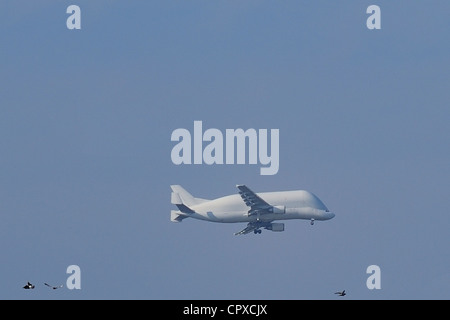 Francia, Loire Atlantique, Saint Nazaire, la Airbus A300-600ST, chiamato anche Beluga, il trasporto di pezzi di un380 Foto Stock