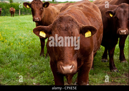 Giovani Devon rosso rubino di bovini da carne in un pascolo Foto Stock