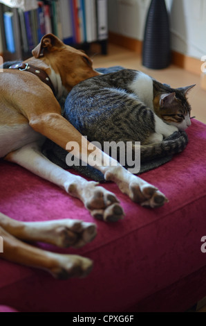 Cane e gatto dormire insieme sul divano Foto Stock