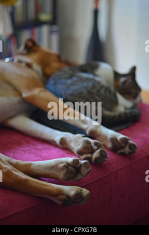 Cane e gatto dormire insieme sul divano Foto Stock