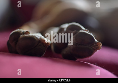 Close up della zampa del cane mentre dorme sul divano Foto Stock