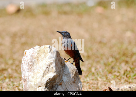 Bel maschio di passero solitario (Monticola solitarius) in piedi sul log Foto Stock