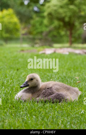 Branta canadensis. Canada Goose gosling seduto nell'erba. Foto Stock