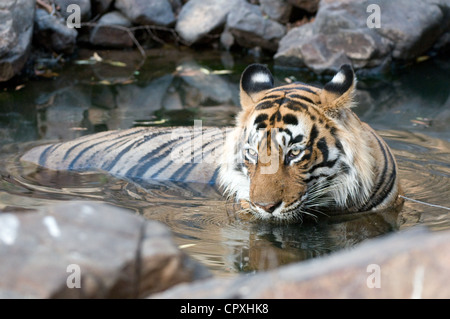 Tigre maschio di balneazione in piscina Foto Stock