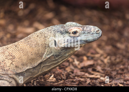 Drago di Komodo, Varanus komodoensis. Foto Stock