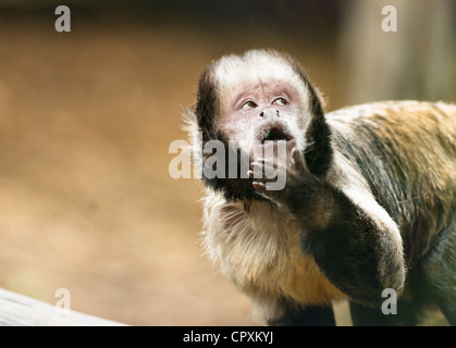 Tufted scimmia cappuccino (Sapajus apella) con cheeky espressione pensosa. Foto Stock