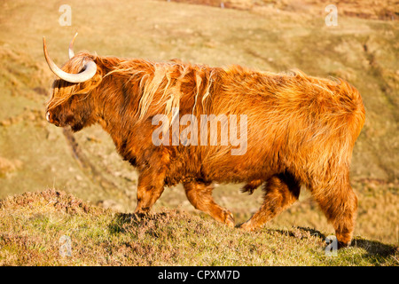 Highland bovini sul Strathaird Peninsular, Isola di Skye, Scotland, Regno Unito. Foto Stock