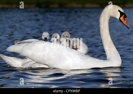 Cigno, Cygnus olor, femmina con i giovani sul retro, Londra, maggio 2012 Foto Stock