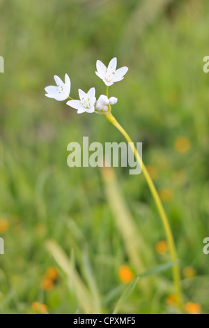 Allium neapolitanum (Napoli, aglio Daffodil aglio), ampia diffusione di fiori selvatici nella penisola di Akamas, Cipro Foto Stock