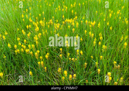 Bog asfodeli, Narthecium ossifragum, sul sentiero natura a Easedale nel Parco Nazionale del Distretto dei Laghi, Cumbria, Regno Unito Foto Stock