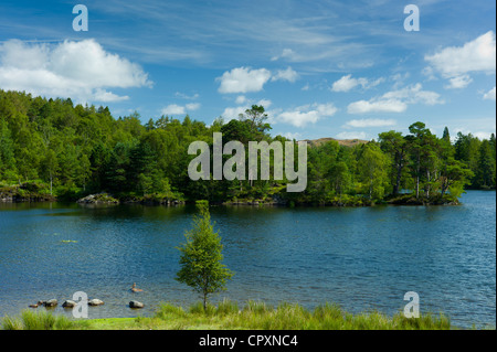 Tarn Hows lago e anatra appollaiato sulla roccia nel Parco Nazionale del Distretto dei Laghi, Cumbria, Regno Unito Foto Stock