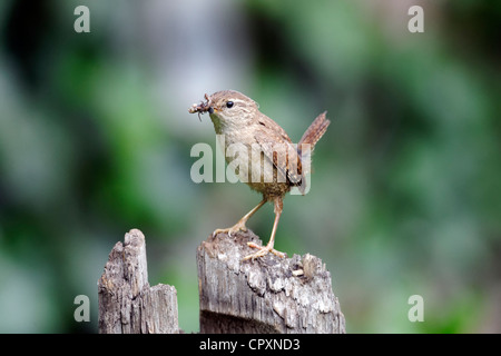 Scricciolo, Troglodytes troglodytes, singolo uccello sul ramo, Warwickshire, Giugno 2012 Foto Stock