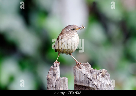 Scricciolo, Troglodytes troglodytes, singolo uccello sul ramo, Warwickshire, Giugno 2012 Foto Stock