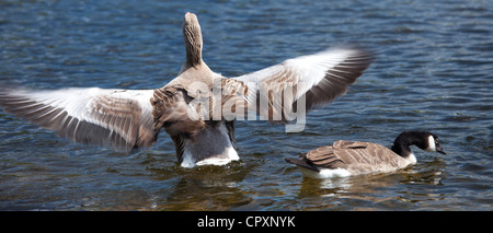 Oca Graylag, Anser anser, ali che sbattono e Canada Goose, Branta canadensis, Tarn Hows Lago, Parco Nazionale del Distretto dei Laghi, REGNO UNITO Foto Stock