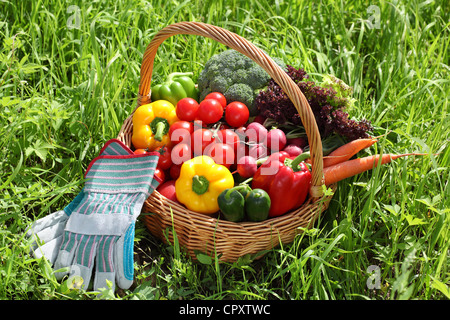 Cesto pieno di verdura biologica con guanto sul prato verde. Foto Stock