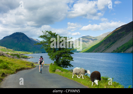 Ciclista passa Herdwick tradizionale pascolo di ovini da strada a Wastwater nel Parco Nazionale del Distretto dei Laghi, Cumbria, Regno Unito Foto Stock
