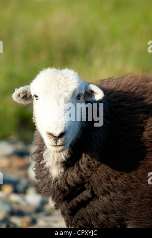 Herdwick tradizionali pecore nel Parco Nazionale del Distretto dei Laghi, Cumbria, Regno Unito Foto Stock