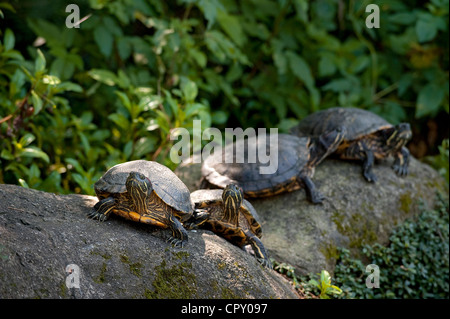 Taiwan, Taipei, lo zoo, la tartaruga dalle orecchie rosse (Trachemys scripta elegans) Foto Stock