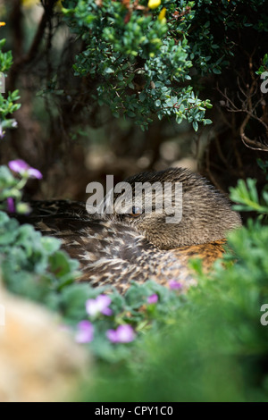 Anas platyrhynchos. Femmina Mallard duck seduto su egges mentre il nesting tra piante Foto Stock