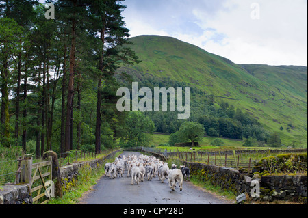 Herdwick pecore da Westhead Farm mediante Thirlmere nel Parco Nazionale del Distretto dei Laghi, Cumbria, Regno Unito Foto Stock
