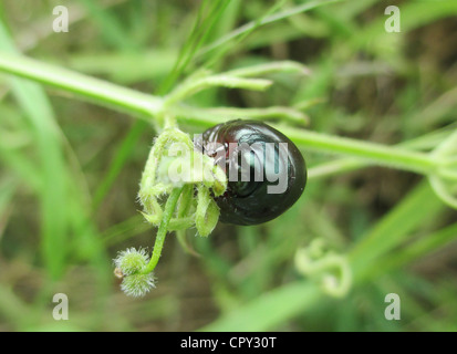 Sanguinosa naso-maggiolino Timarcha tenebricosa larve sul Cleavers (Goosegrass) Galium aparine in maggio. Foto Tony Gale Foto Stock