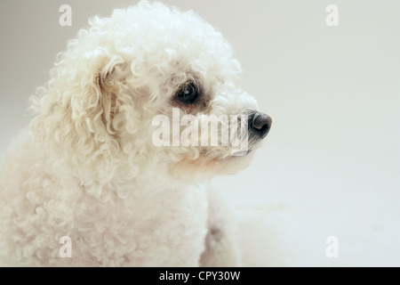 Ritratto di un Bichon Frise cane in un studio. Foto Stock