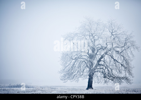 Un lone tree contro un snowscape Foto Stock