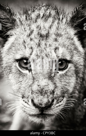 Lion cub, Sud Africa Foto Stock