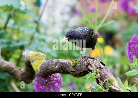 Starling su un antico ramo in cerca di cibo nel giardino. Lo Sturnus vulgaris. Foto Stock