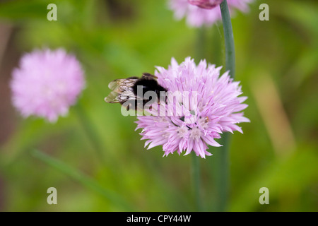 Red-tailed bumblebee, Bombus lapidarius, su di un fiore di erba cipollina in Lincolnshire, England, Regno Unito Foto Stock