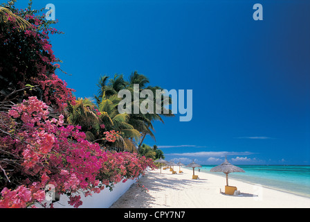 Maurizio Costa nordovest, Pamplemousses distretto, Trou aux Biches beach e fiori Bougainvillees Foto Stock