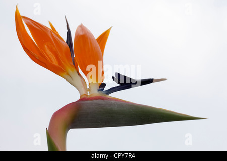 Fiore di gru o uccello del paradiso fiore, strelitzie, Strelitzia reginae, Strelitziaceae Foto Stock