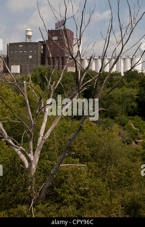 Alberi affacciato sul quartiere di fabbrica in Minneapolis Minnesota Foto Stock