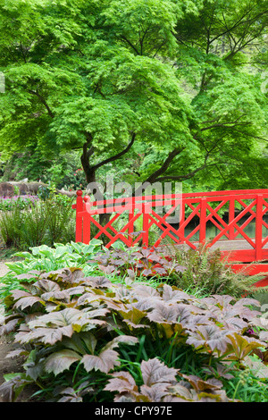 Ponte rosso orientale presso Abbotsbury Subtropical Gardens, Dorset, Inghilterra Foto Stock