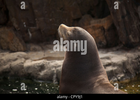 New York Aquarium di Brooklyn New York Foto Stock