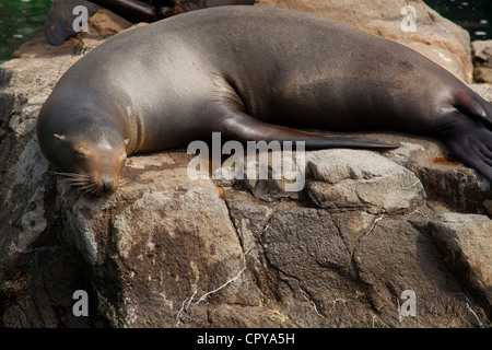 New York Aquarium di Brooklyn New York Foto Stock