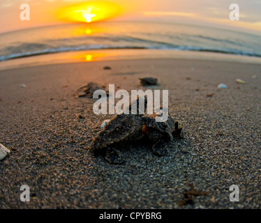 Questa è una foto che ho scattato della caretta tartarughe di mare da cova la sabbia una mattina e guidato fino all'oceano. Foto Stock